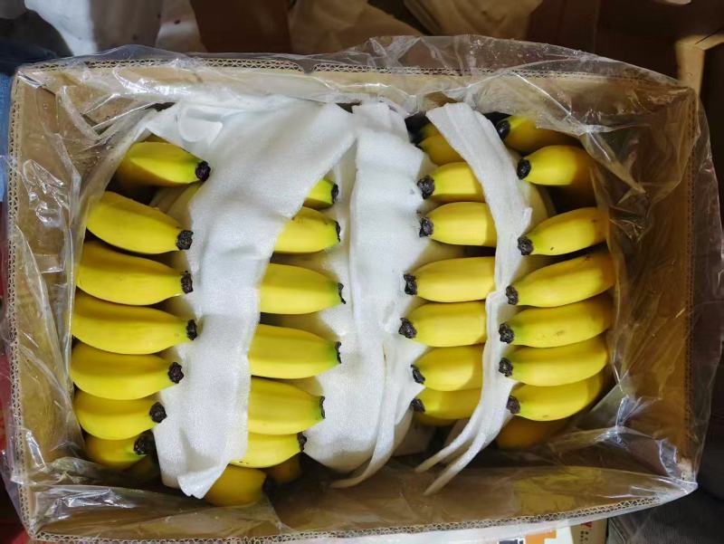 甘肃兰州精品香蕉一件代发货源充足量大价优欢迎随时联系