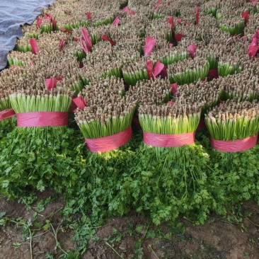香菜