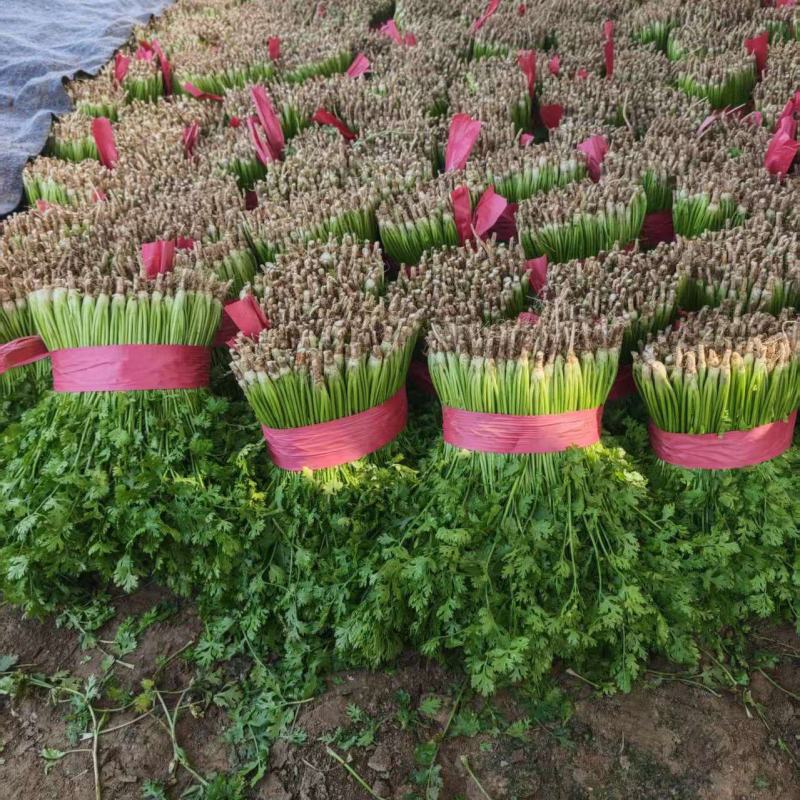 香菜