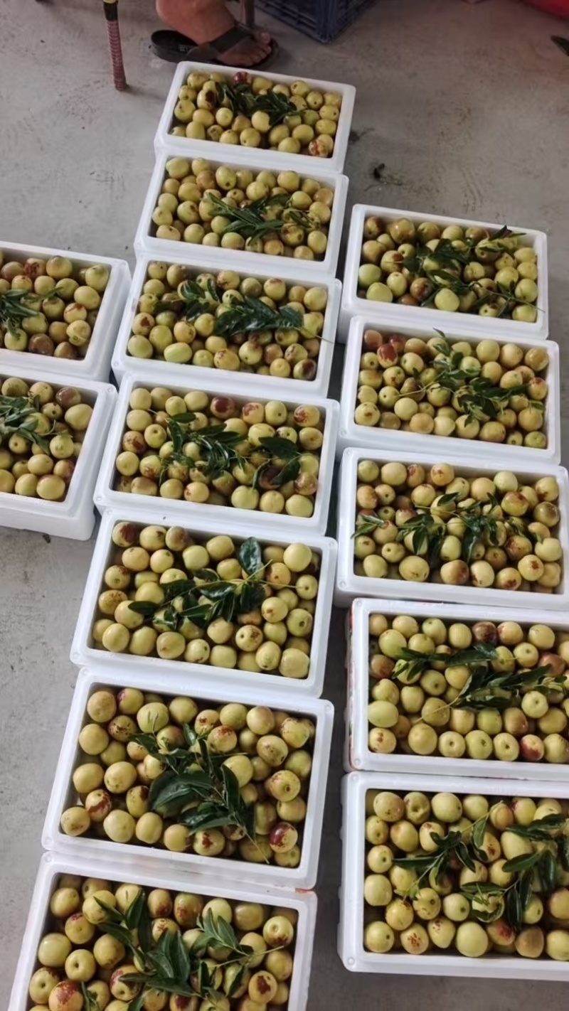大荔冬枣