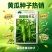 满园香黄瓜种子强雌型结瓜多黑刺口感甜脆节节有瓜水果旱黄瓜
