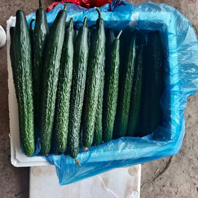 短把秘刺小条黄瓜，绿肉黄瓜