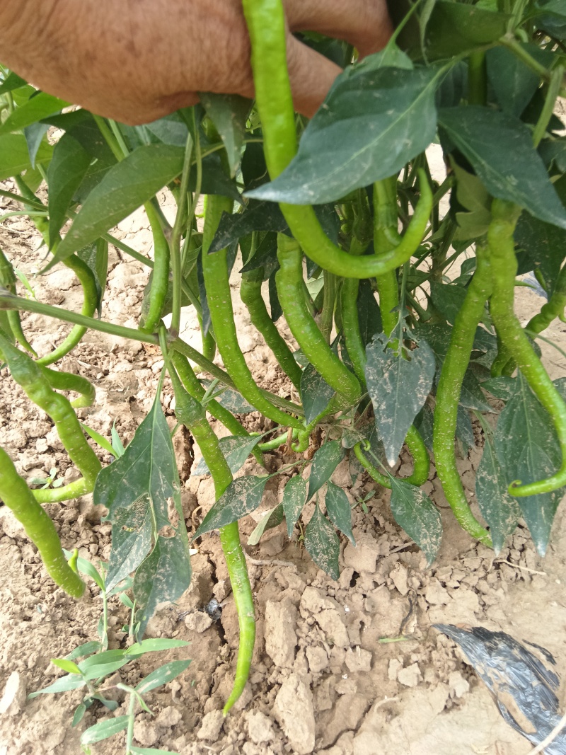 新鲜辣椒青线椒，产地直发，保质保量，诚信经营，量大从优