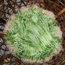 潮汕带头空心菜
