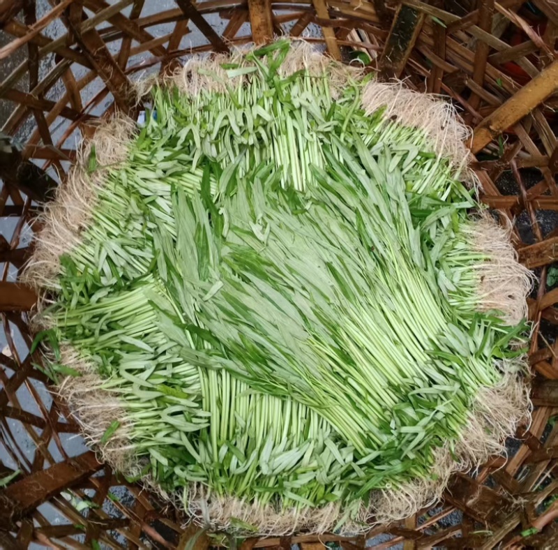 潮汕带头空心菜