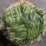 潮汕带头空心菜