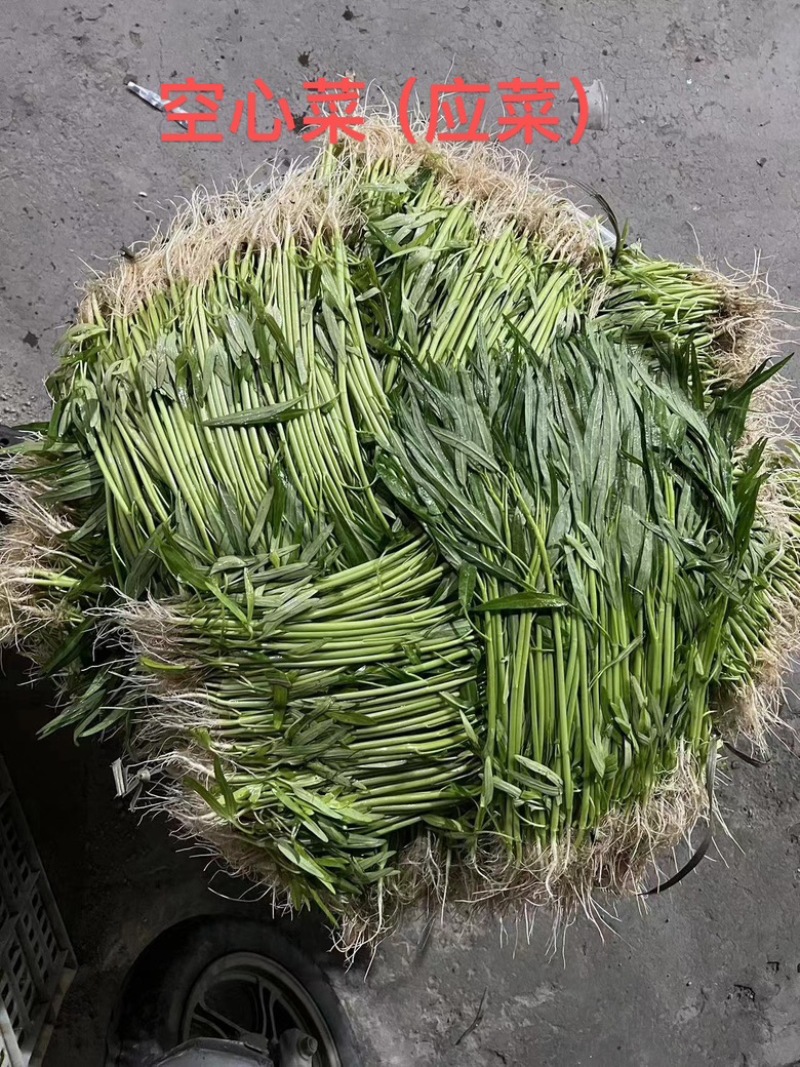 潮汕带头空心菜