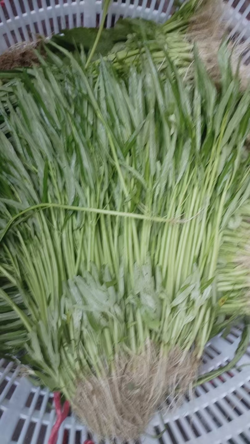 潮汕带头空心菜