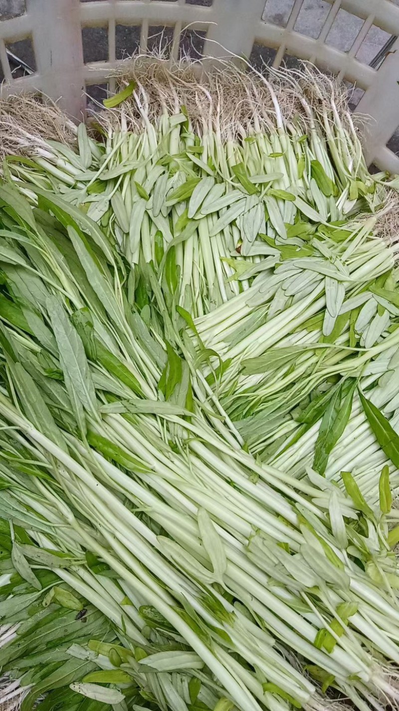 潮汕带头空心菜