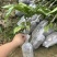 无核果苗3年大苗可裸根发货也可带营养杯发货