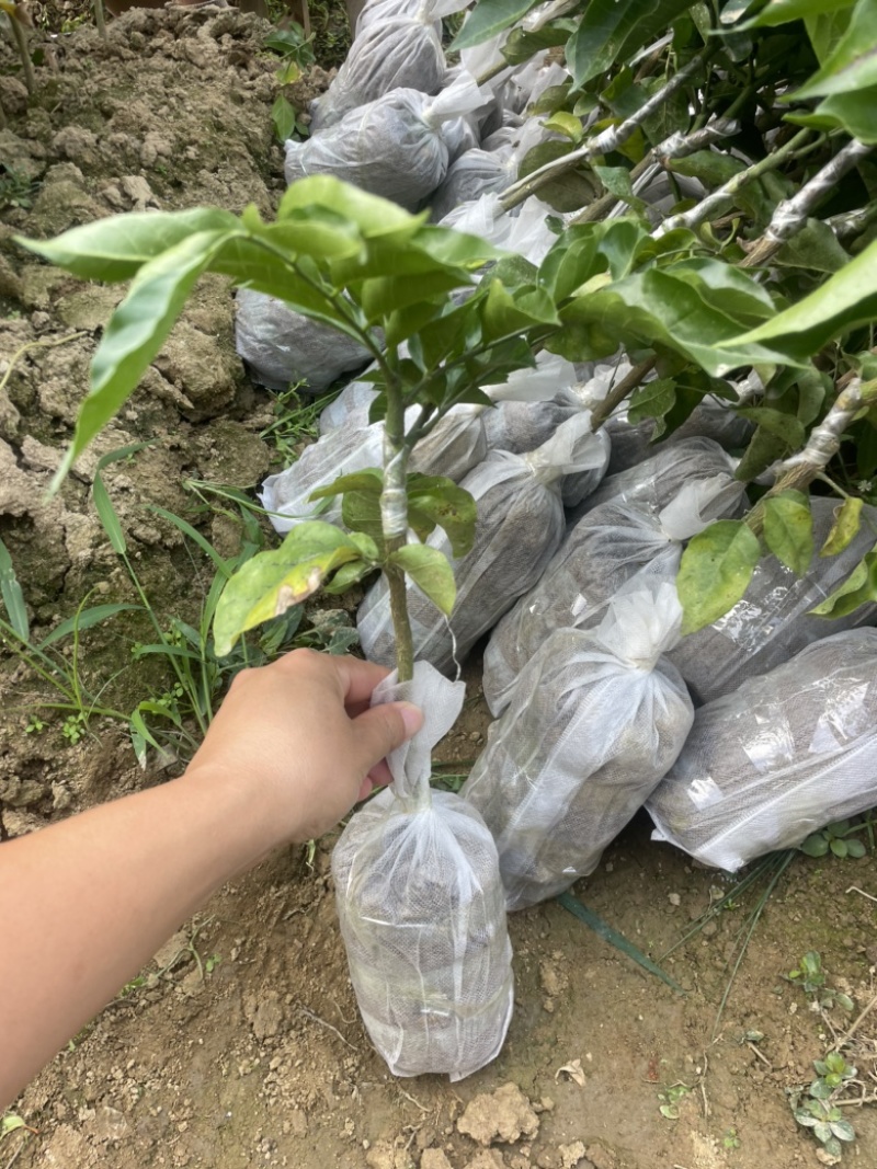 无核果苗3年大苗可裸根发货也可带营养杯发货