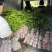 无核果苗3年大苗可裸根发货也可带营养杯发货