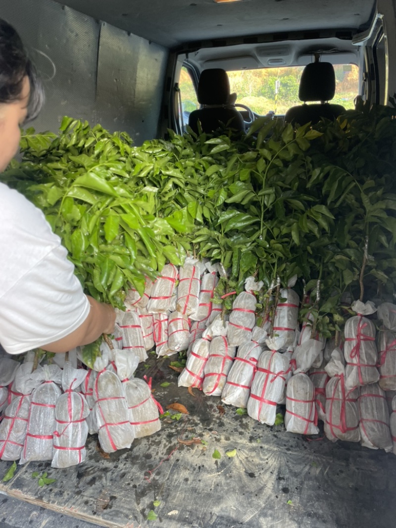无核果苗3年大苗可裸根发货也可带营养杯发货