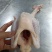 冻品老母鸡，冰鲜老母鸡