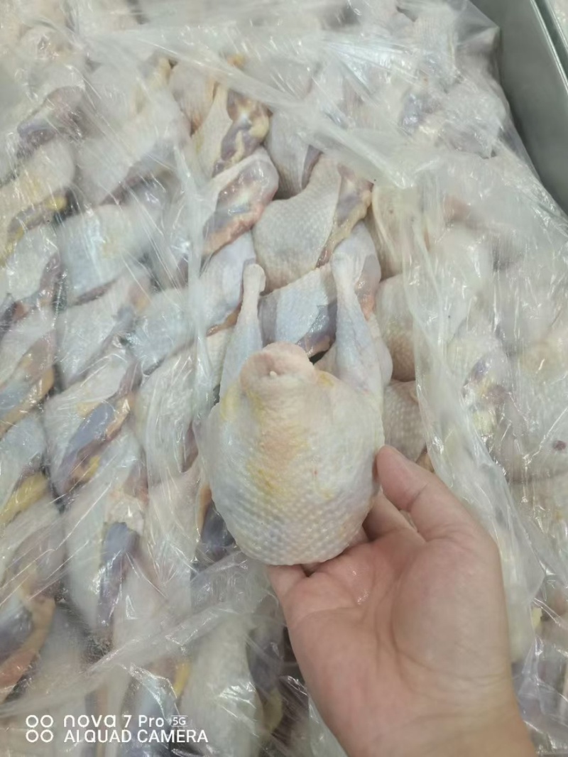 冻品老母鸡，冰鲜老母鸡