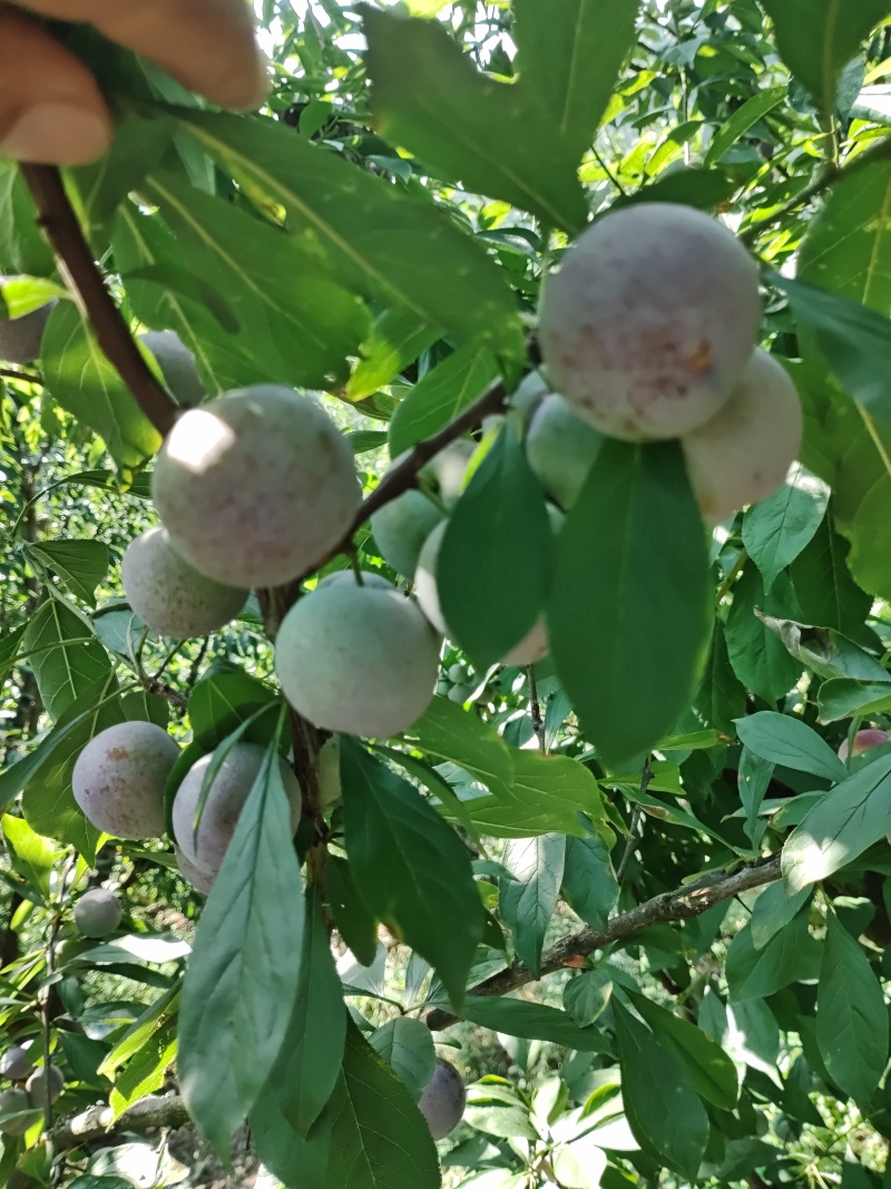 脆红李子大量供应市场，电商平台，越南出口东南亚市场