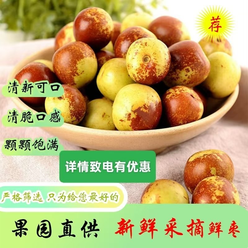 山东鲜冬枣基地现摘现发供电商直播带货出口等一站式服务