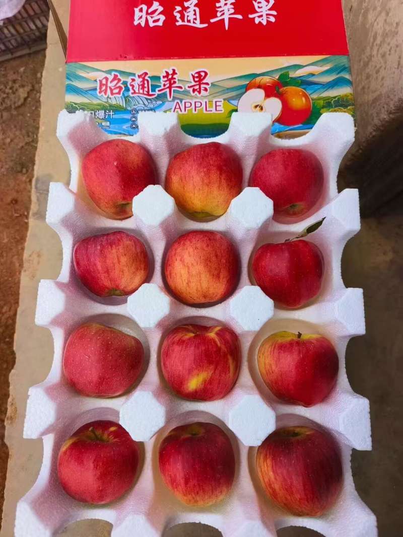 红露苹果昭通早熟苹果果园直采一手货源代发全国