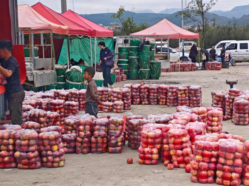 红露苹果昭通早熟苹果果园直采一手货源代发全国