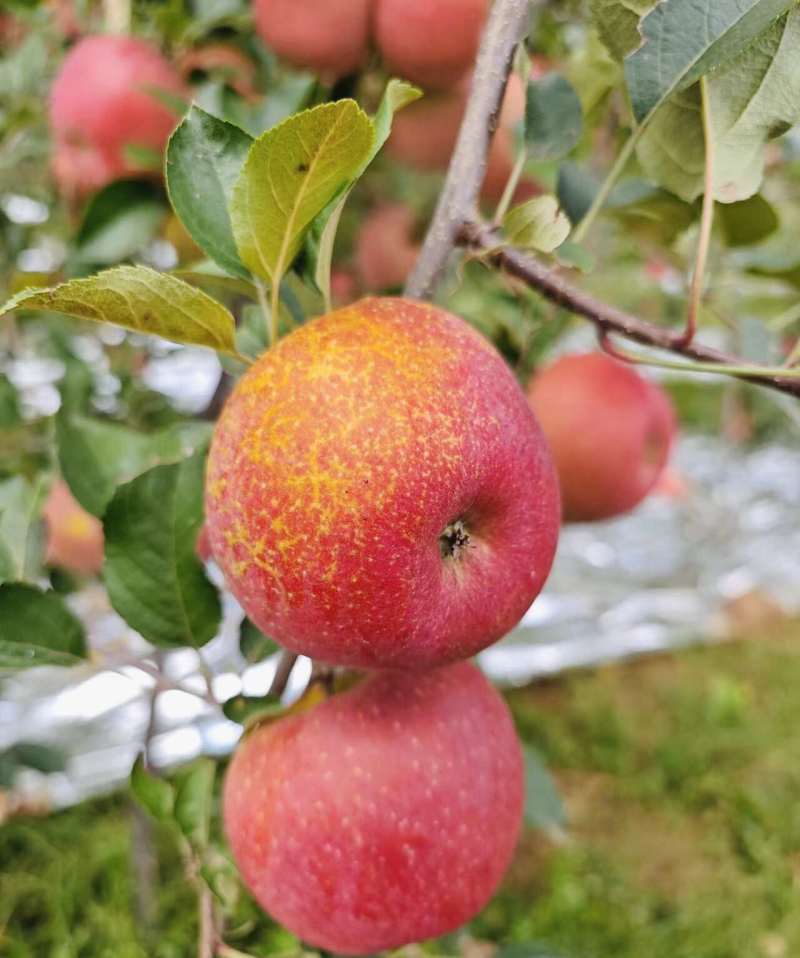 丑苹果云南昭通冰糖心苹果昭通丑苹果规格齐全承接电商