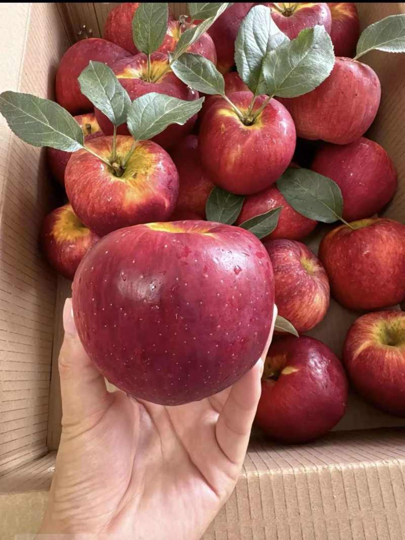 丑苹果云南昭通冰糖心苹果昭通丑苹果规格齐全承接电商