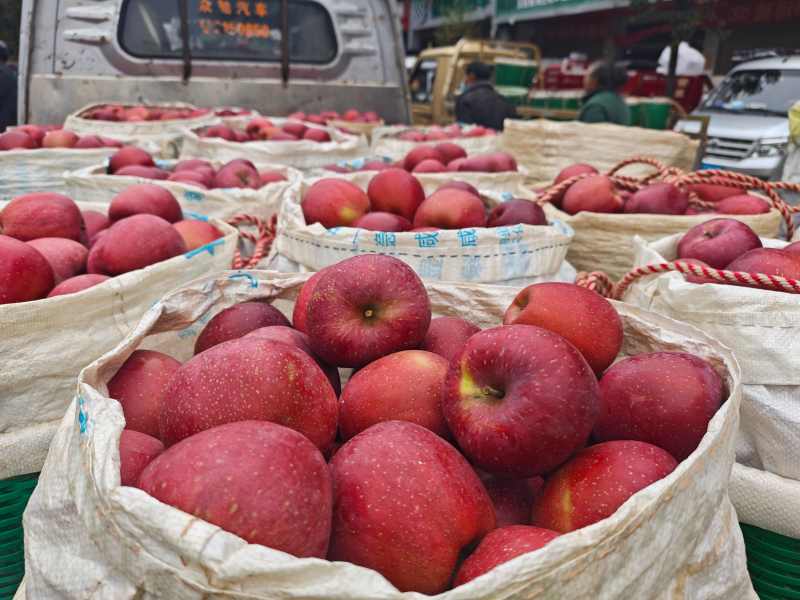 丑苹果云南昭通冰糖心苹果昭通丑苹果规格齐全承接电商