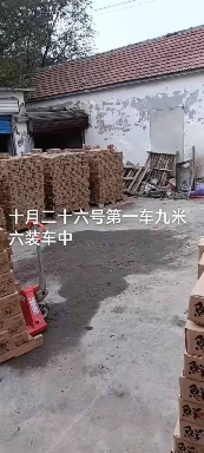 山东沾化冬枣产地直供，承接全国各大电商，日供十万斤