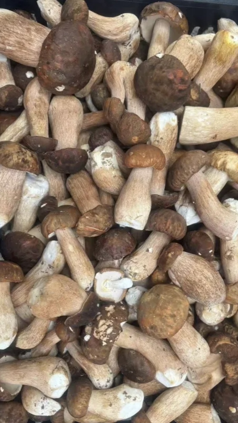 各种野生菌，松菌，牛肝菌，鸡枞菌，乔巴菌，等等