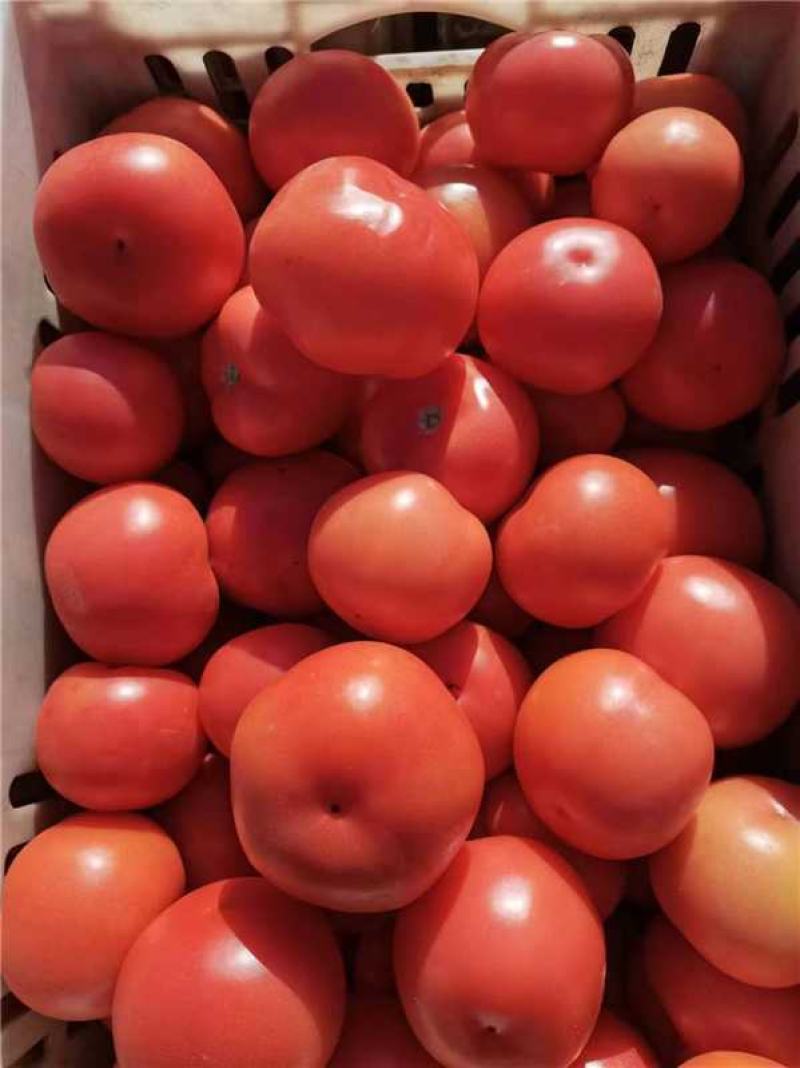 宁夏精品硬粉西红柿产地一手货源量大价优欢迎随时咨询