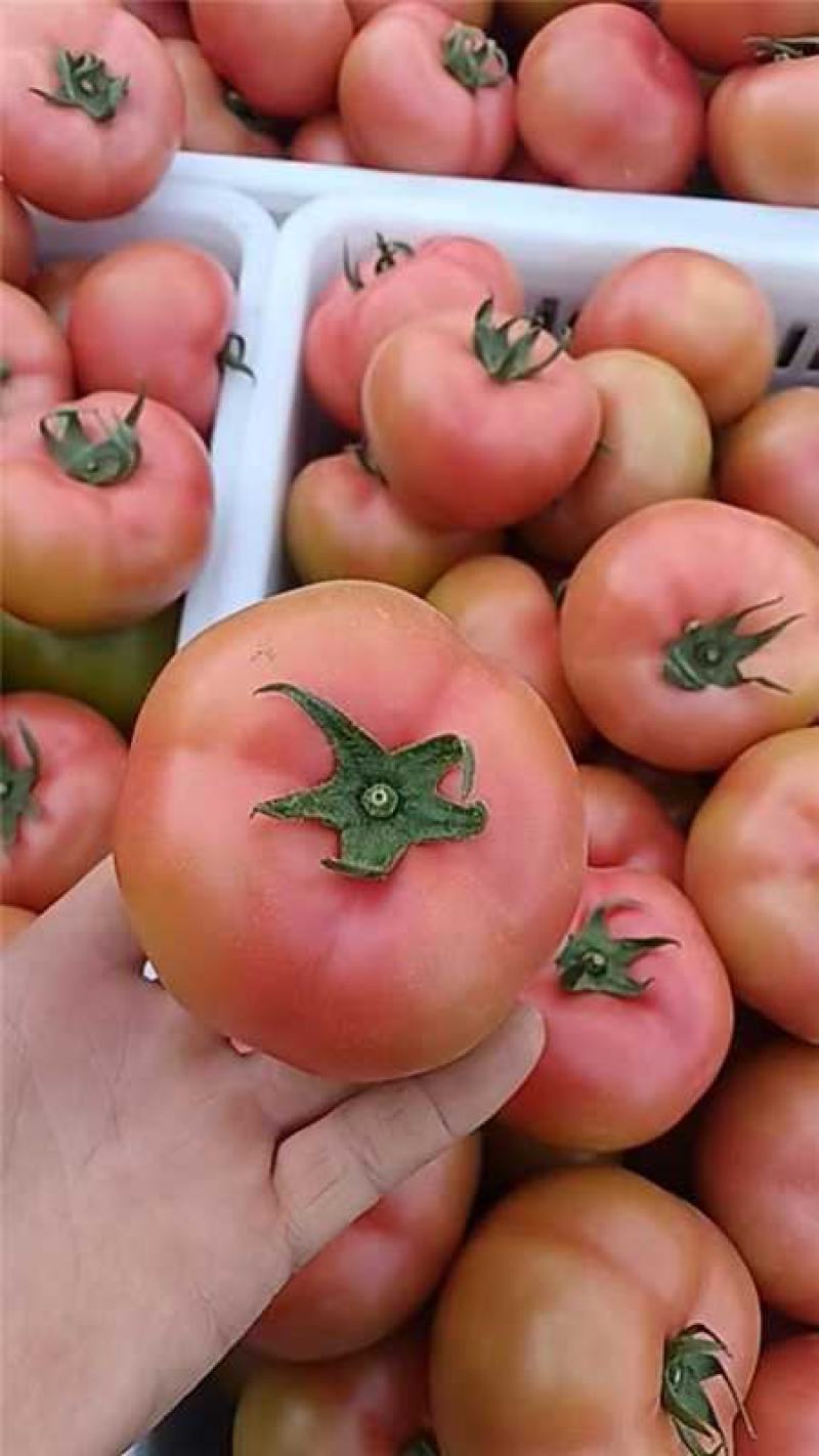宁夏精品硬粉西红柿产地一手货源量大价优欢迎随时咨询