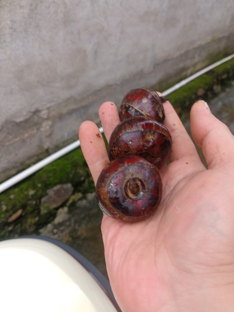 【广西特产】桂林荔浦毛马蹄去皮白马蹄荸荠珍珠马蹄