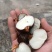 【广西特产】桂林荔浦毛马蹄去皮白马蹄荸荠珍珠马蹄