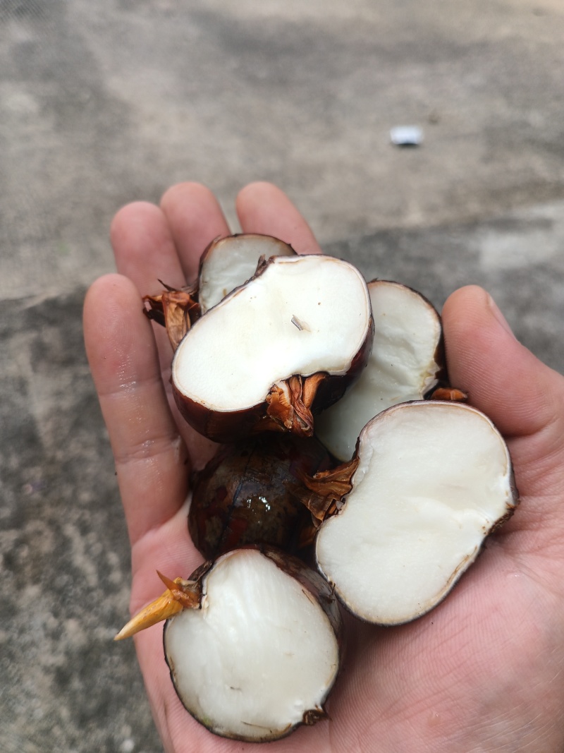 【广西特产】桂林荔浦毛马蹄去皮白马蹄荸荠珍珠马蹄