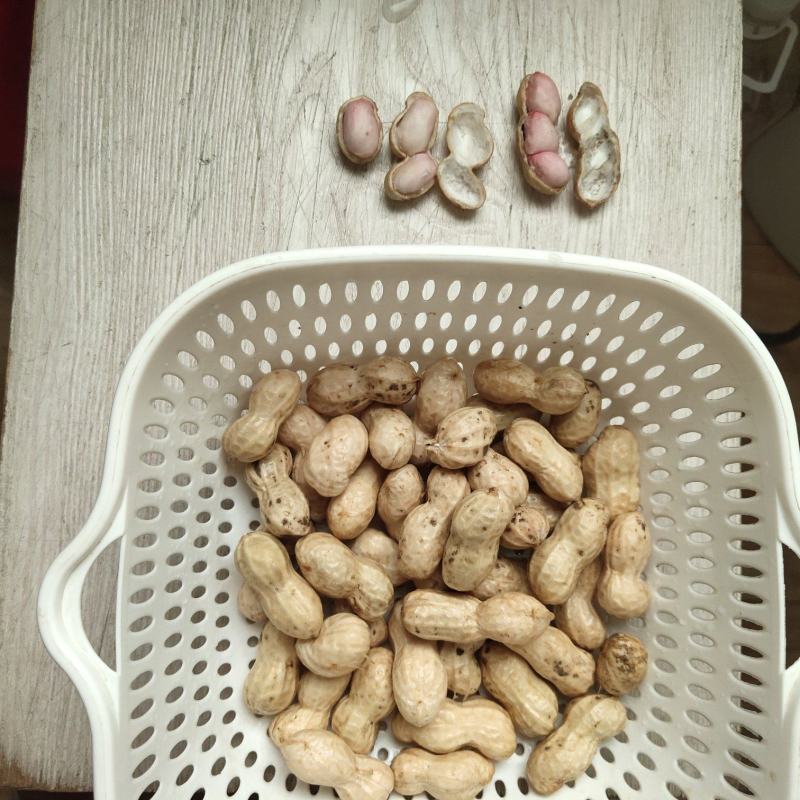 鲜花生，鲁花8号