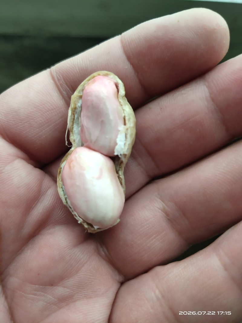 鲜花生，鲁花8号