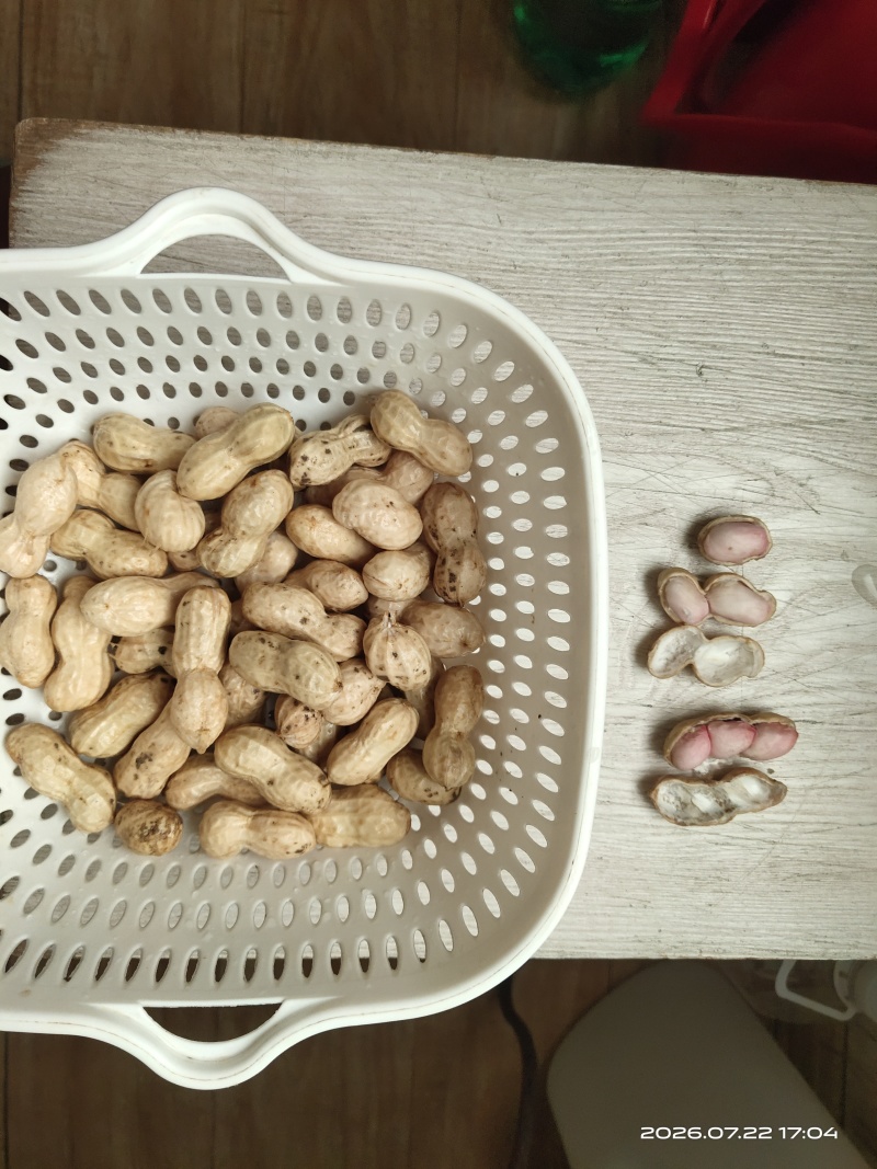 鲜花生，鲁花8号