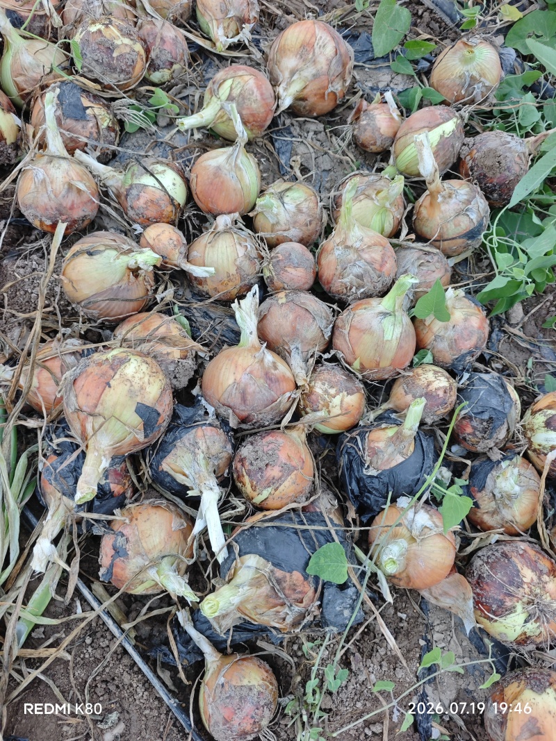 各种规格的黄洋葱都有