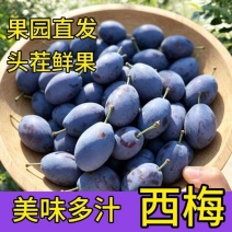 西梅新鲜现摘果园直供电商团购一件代发