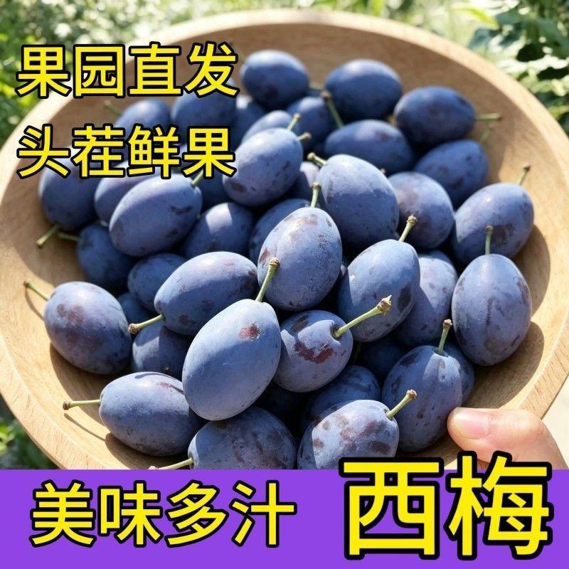 西梅新鲜现摘果园直供电商团购一件代发