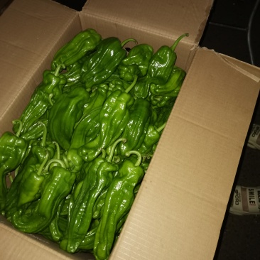 精品芜湖椒，10天后上市，1000斤起，需要的老板联系我
