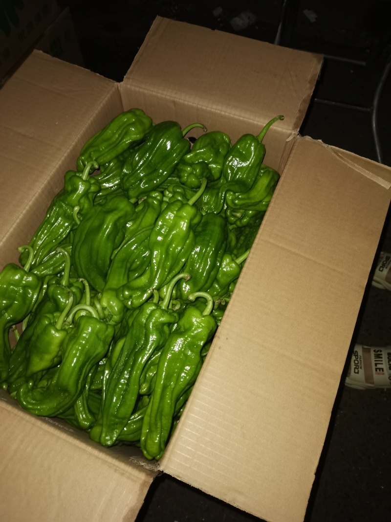 精品芜湖椒，10天后上市，1000斤起，需要的老板联系我
