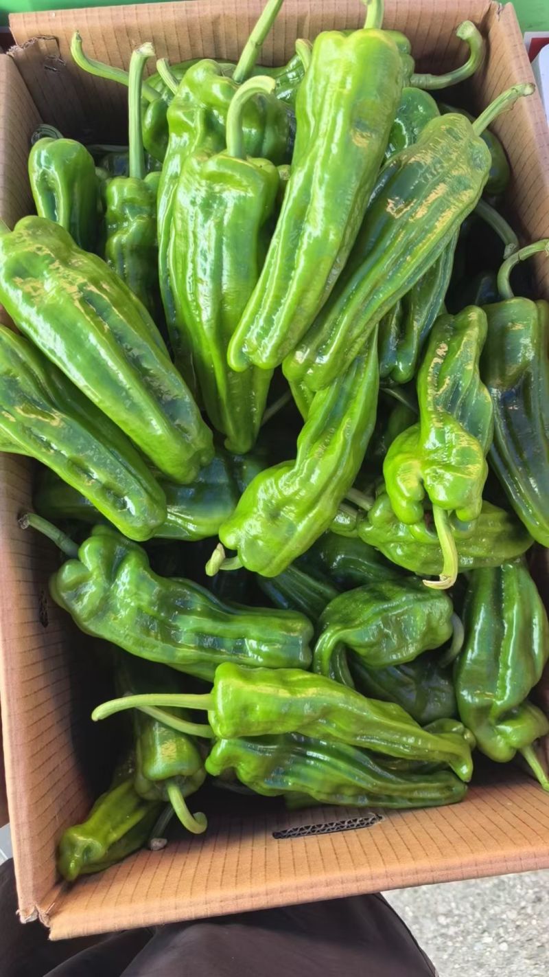 精品芜湖椒，10天后上市，1000斤起，需要的老板联系我