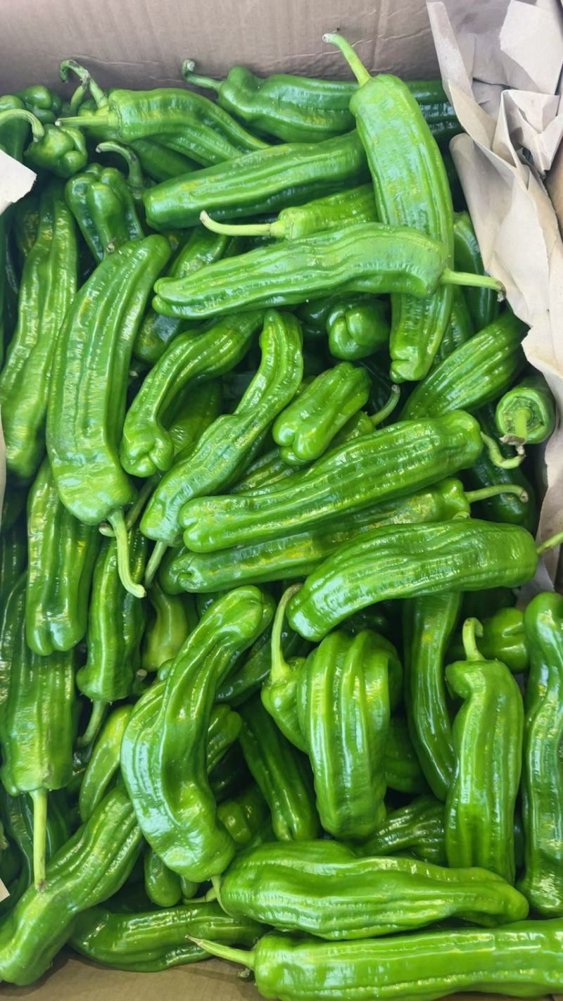 精品芜湖椒，10天后上市，1000斤起，需要的老板联系我