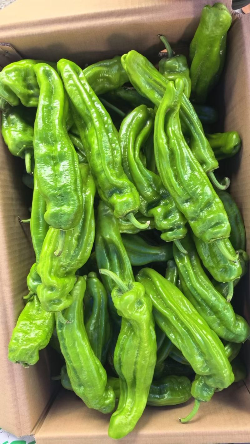 精品芜湖椒，10天后上市，1000斤起，需要的老板联系我