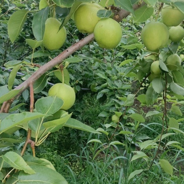 早酥梨