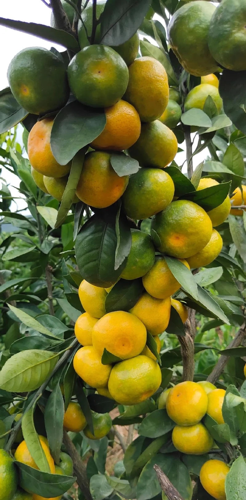 赣南蜜橘