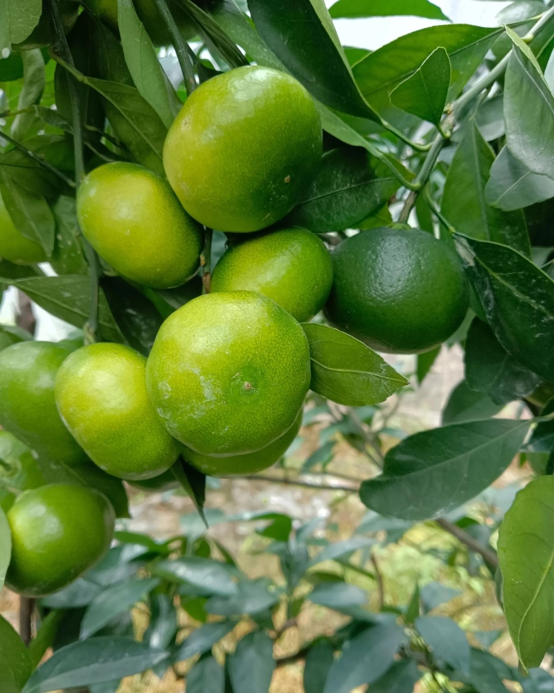 赣南蜜橘