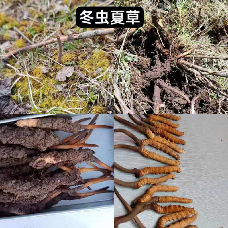 高原天然野生菌