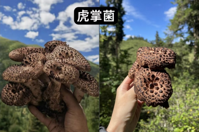 高原天然野生菌