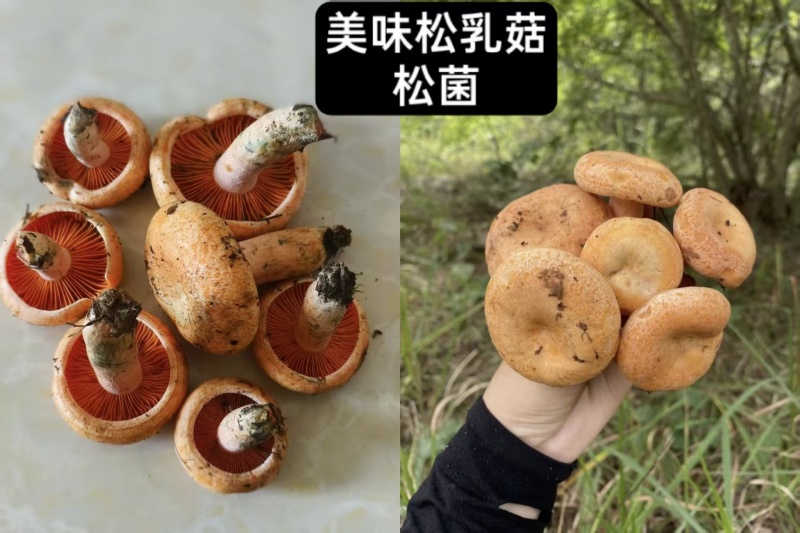 高原天然野生菌